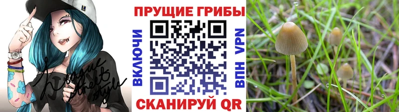 маркетплейс официальный сайт  blacksprut ССЫЛКА  Фокино  Псилоцибиновые грибы Magic Shrooms 